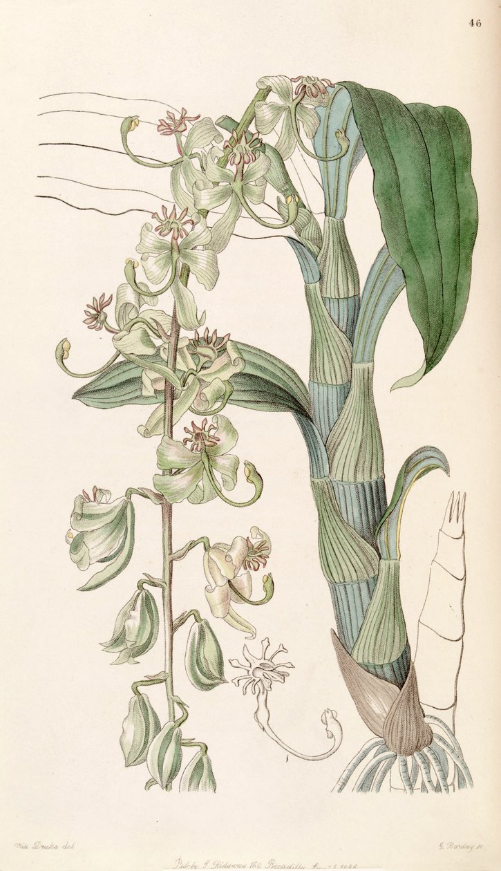 Cycnoches stelliferum (as syn. Cycnoches egertonianum var. viride) av Miss Drake