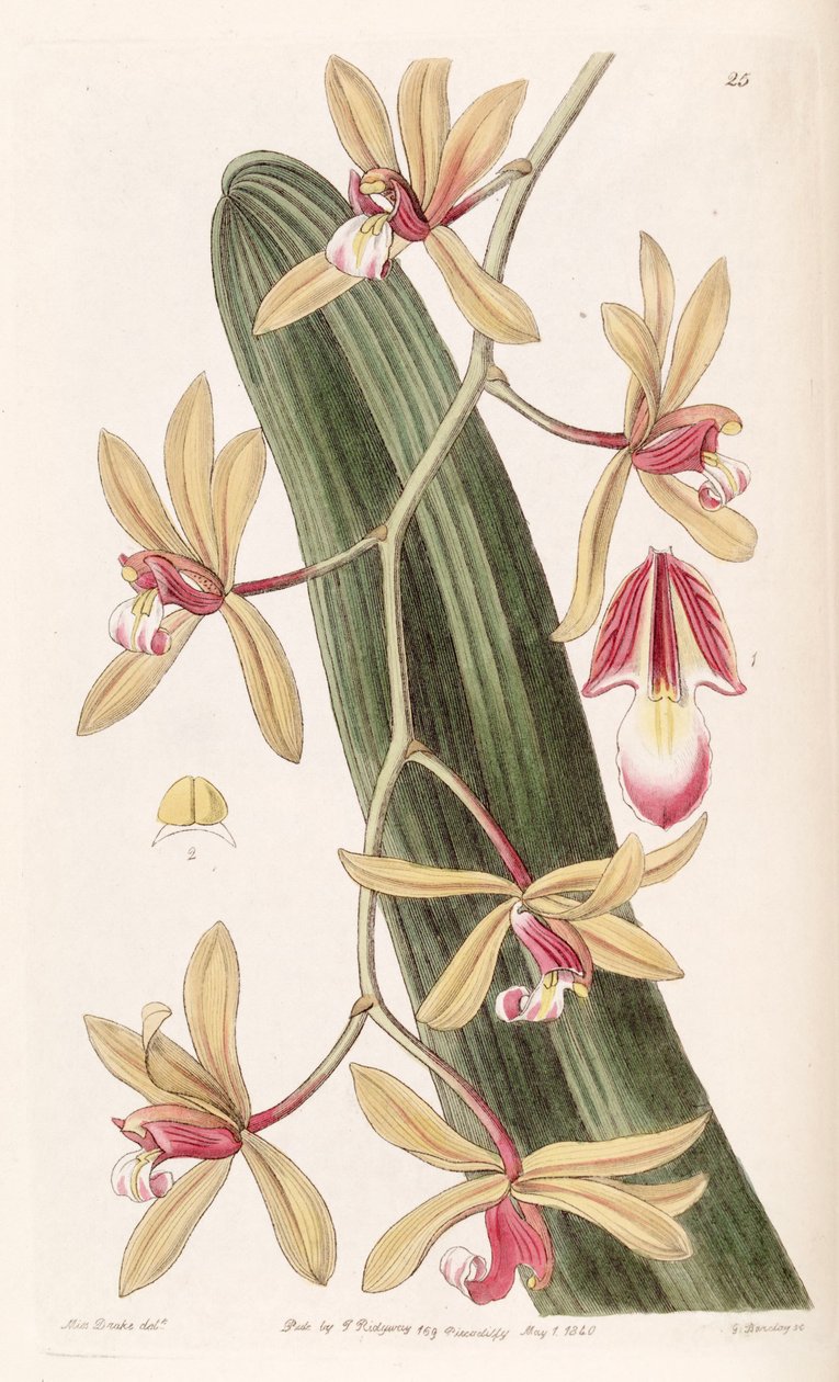 Cymbidium aloifolium (as syn. Cymbidium pendulum) av Miss Drake