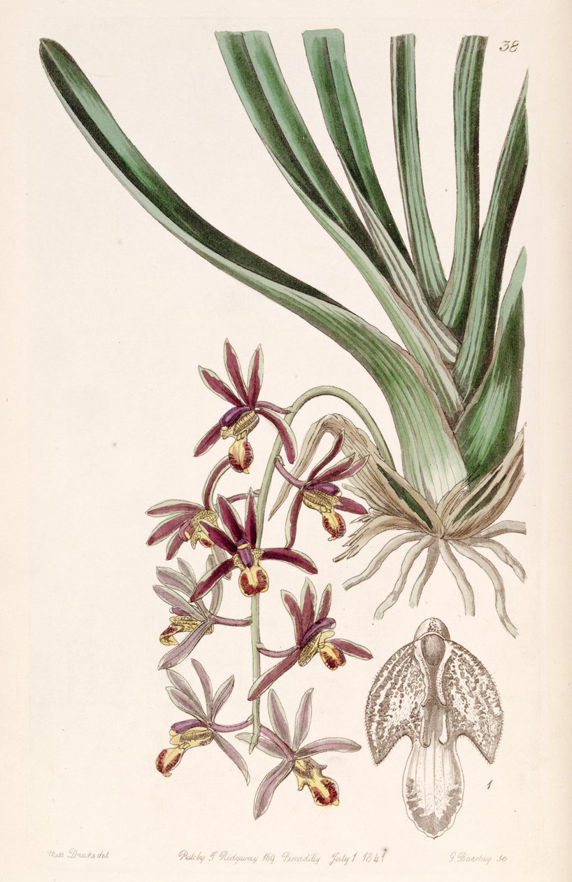 Cymbidium bicolor subsp. pubescens (as syn. Cymbidium pubescens) av Miss Drake