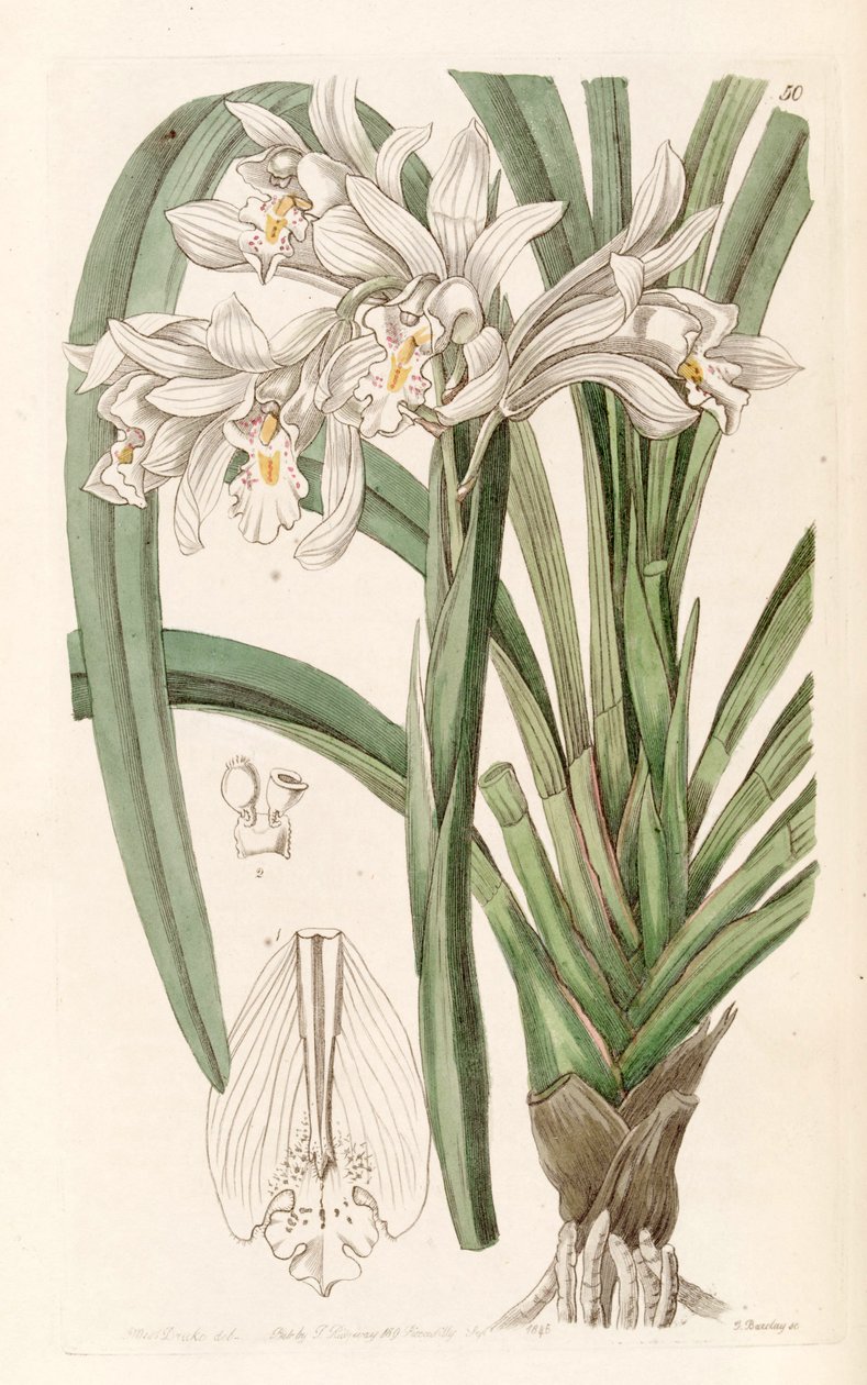 Cymbidium mastersii av Miss Drake