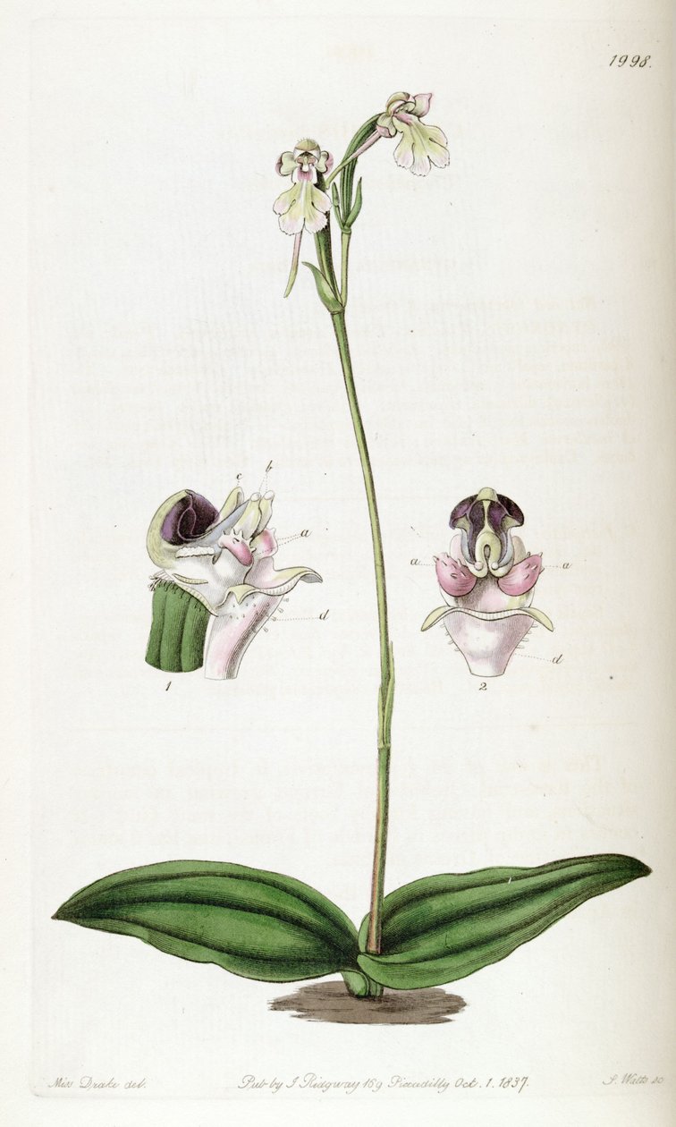 Cynorkis fastigiata (spelled as Cynorchis fastigiata) av Miss Drake