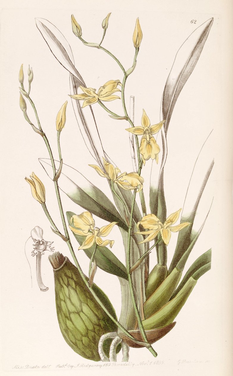 Cyrtochilum aureum (as syn. Cyrtochilum mystacinum) av Miss Drake