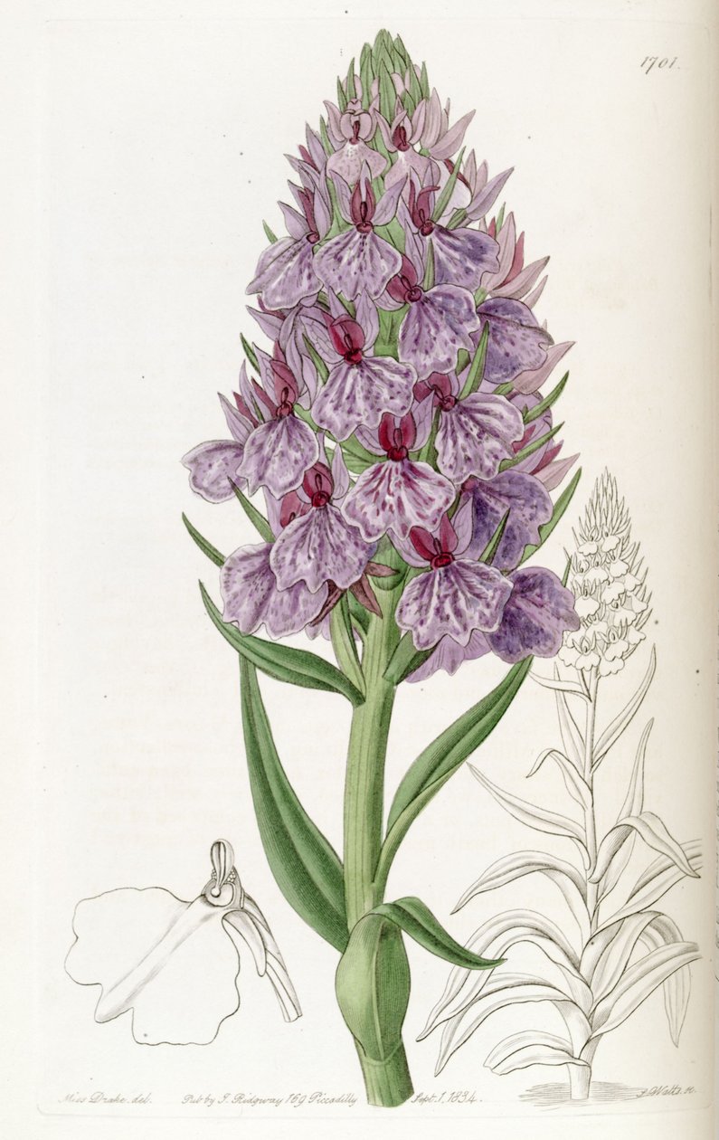 Dactylorhiza foliosa (as syn. Orchis foliosa) av Miss Drake
