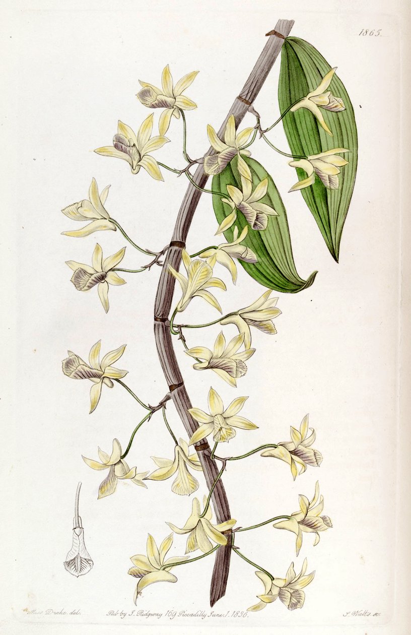 Dendrobium aphyllum (as syn. Dendrobium macrostachyum) av Miss Drake