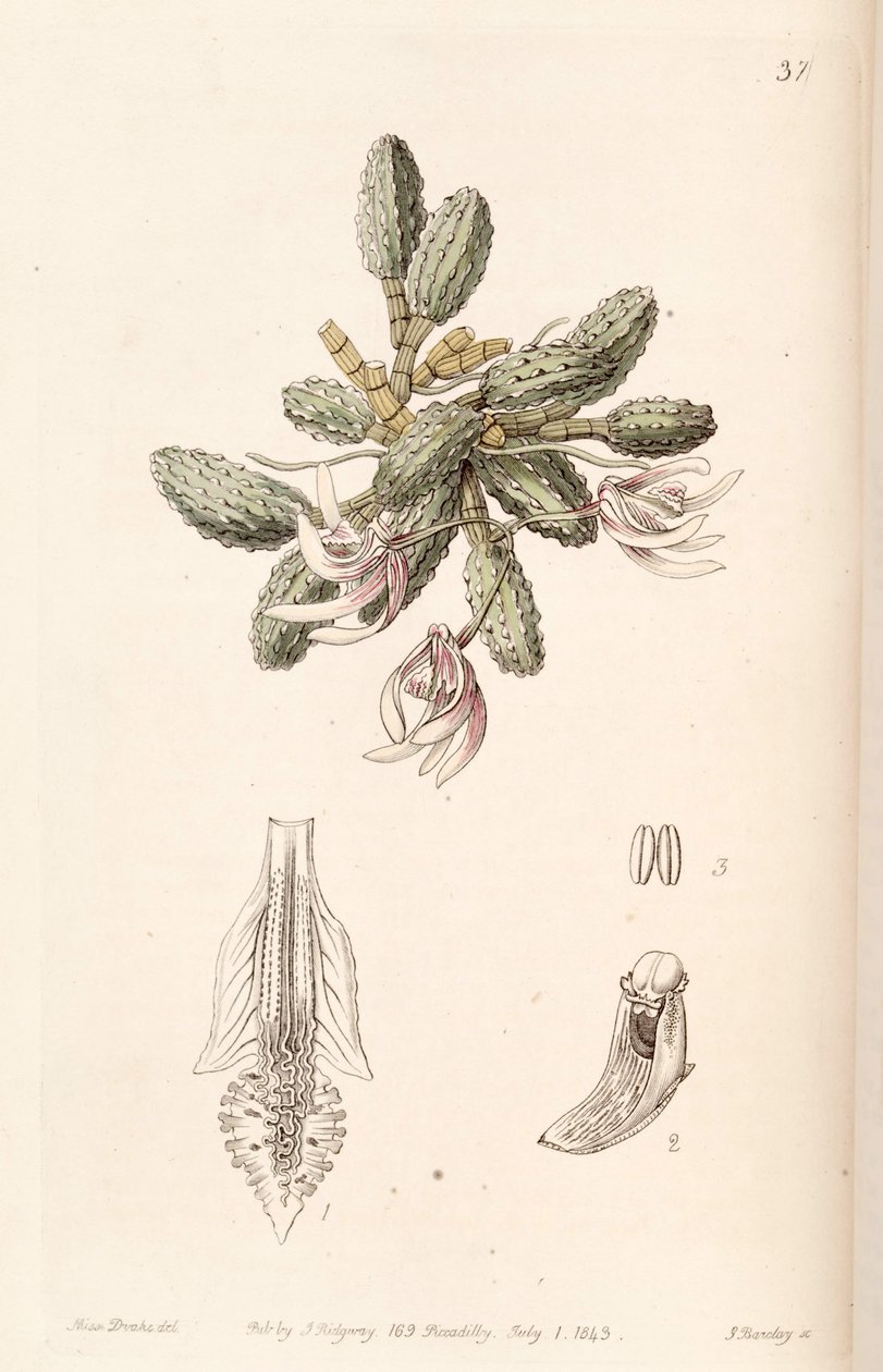 Dendrobium cucumerinum or Dockrillia cucumerina av Miss Drake