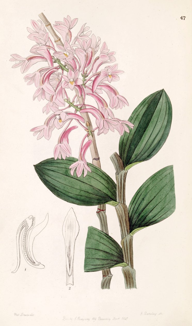Dendrobium hasseltii (as syn. Dendrobium kuhlii) av Miss Drake