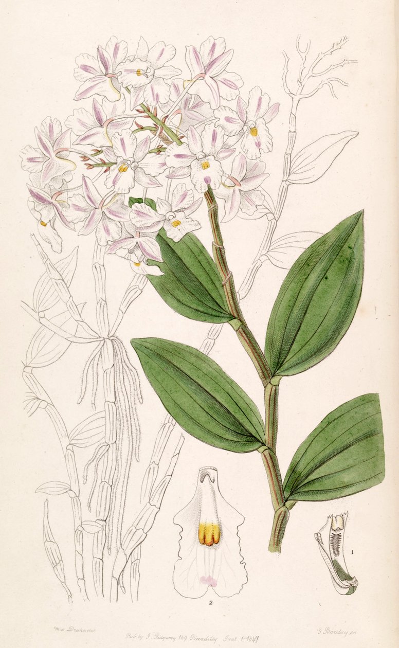 Dendrobium mutabile (as syn. Dendrobium triadenium) av Miss Drake