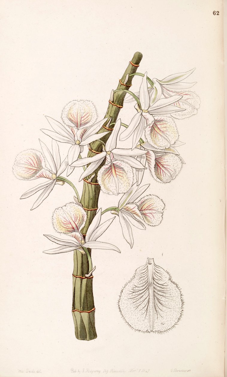 Dendrobium polyanthum (as syn. Dendrobium cretaceum) av Miss Drake