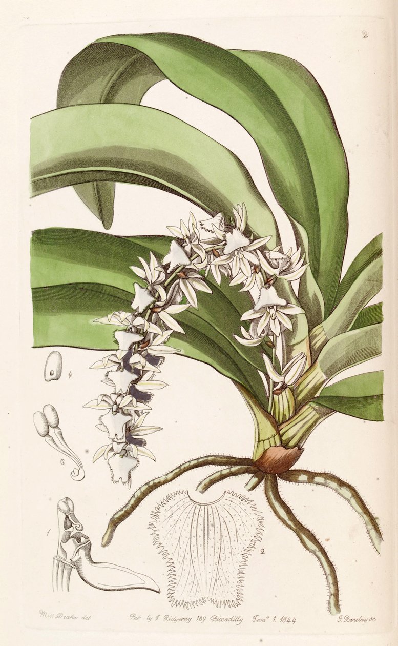 Diaphananthe pellucida (as syn. Angraecum pellucidum) av Miss Drake