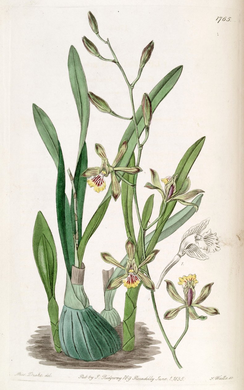 Encyclia gracilis (as syn. Epidendrum gracile) av Miss Drake