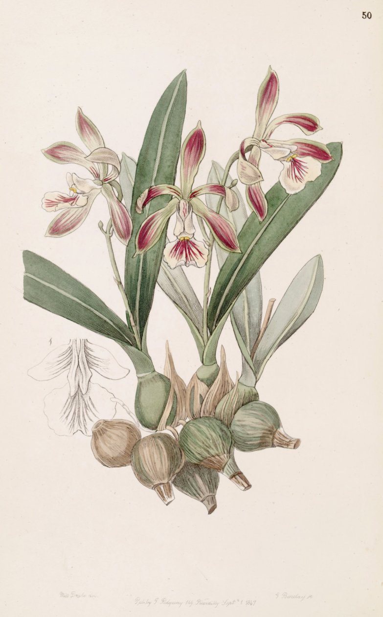 Encyclia pyriformis (as syn. Epidendrum pyriforme) av Miss Drake