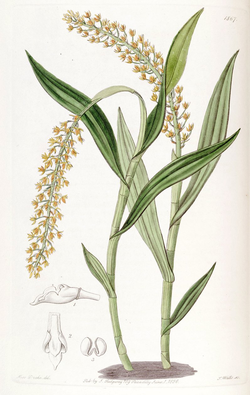 Epidendrum armeniacum av Miss Drake