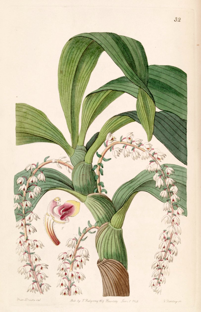Eria polyura av Miss Drake