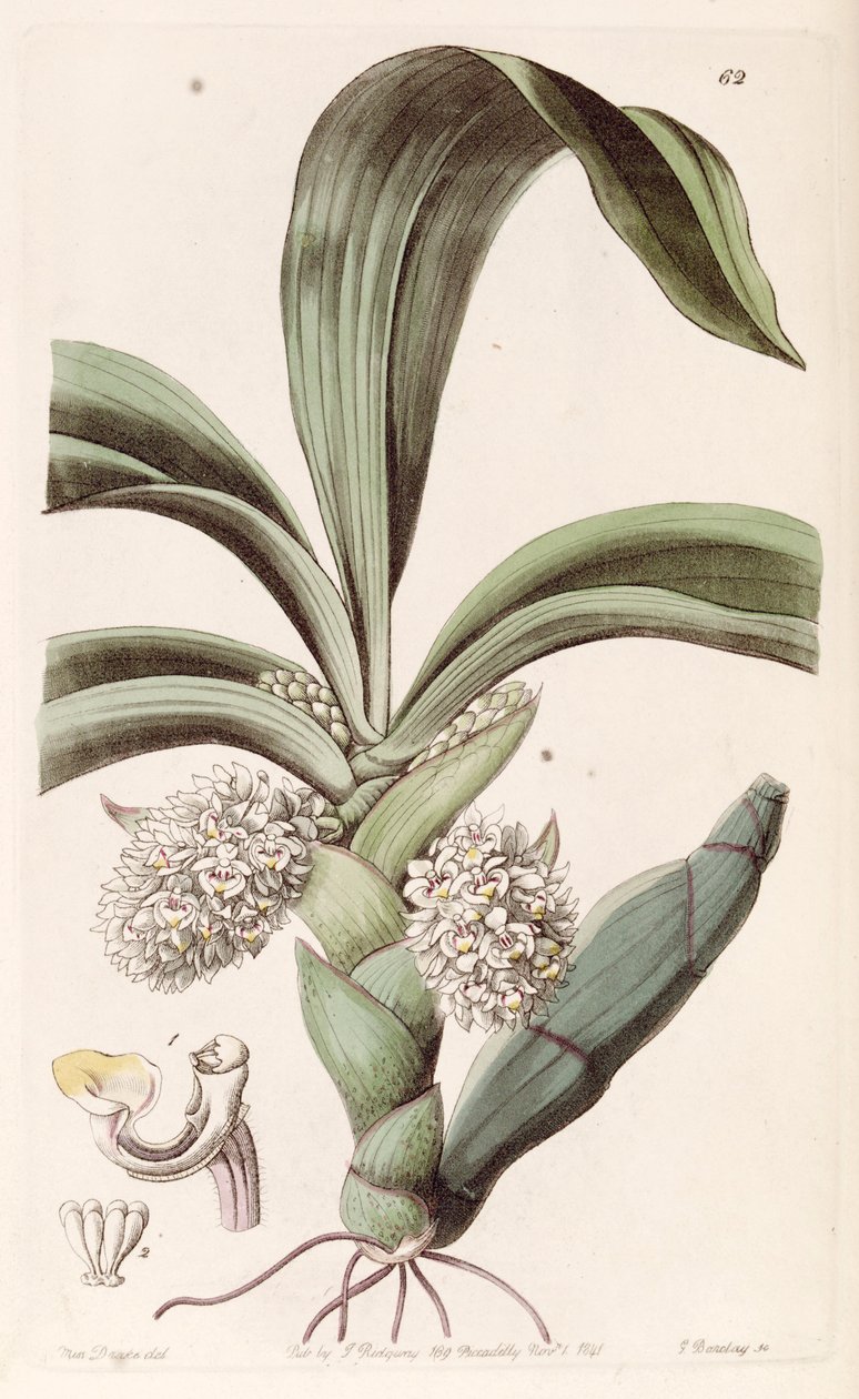 Eria spicata (as syn. Eria convallarioides) av Miss Drake