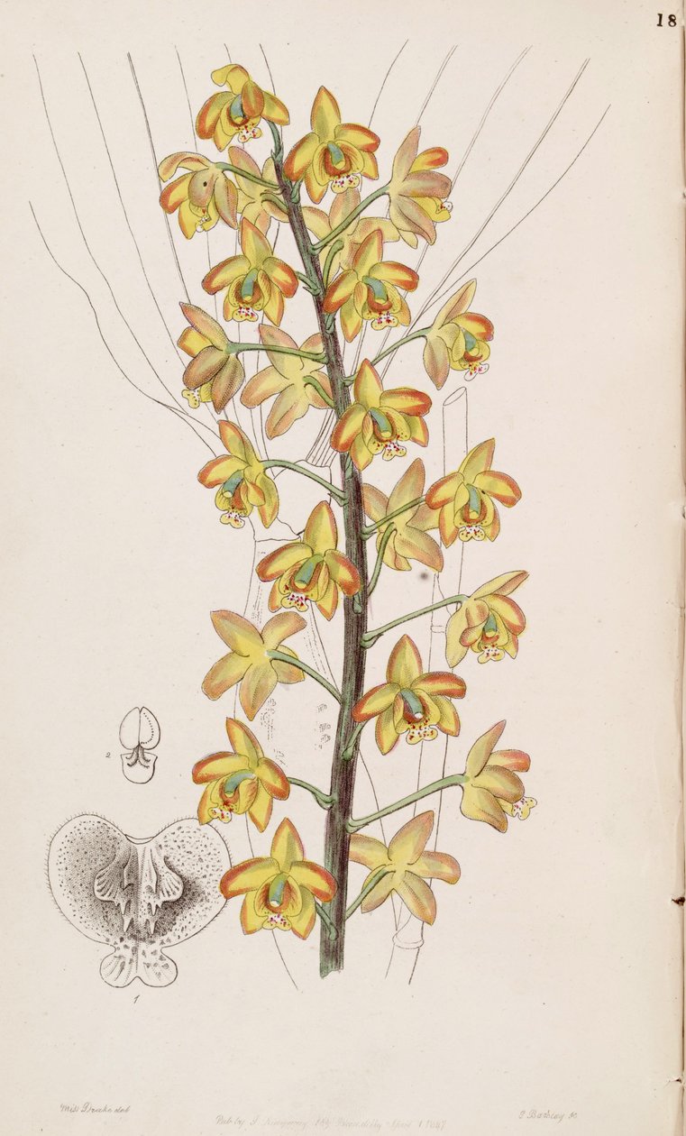 Eriopsis biloba av Miss Drake