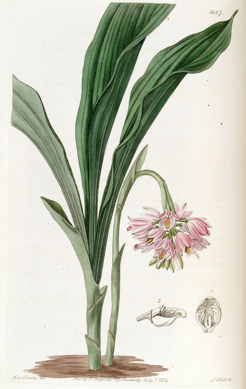 Geodorum densiflorum (as syn. Geodorum fucatum) av Miss Drake