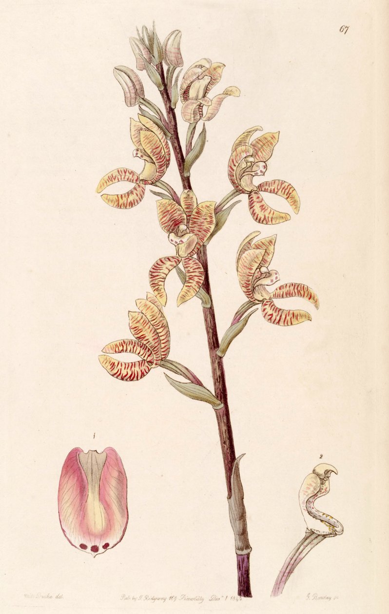 Govenia fasciata av Miss Drake