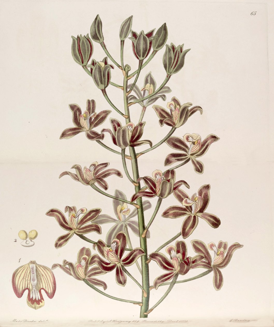 Grammatophyllum multiflorum av Miss Drake