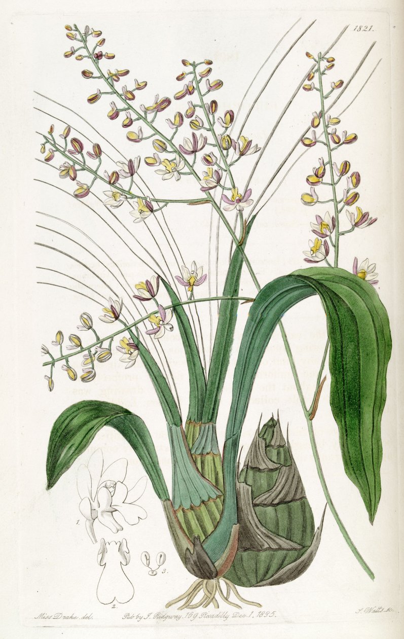 Graphorkis lurida or Graphorchis lurida (as syn. Eulophia lurida) av Miss Drake