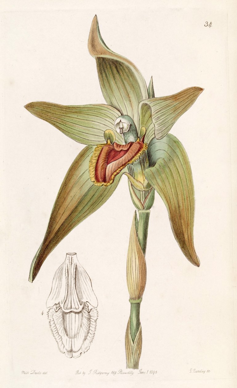 Ida gigantea or Sudamerlycaste gigantea (as syn. Lycaste gigantea) av Miss Drake