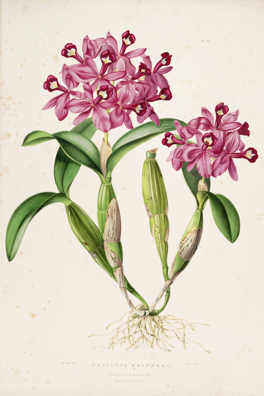 Illustration of Cattleya skinneri (or Guarianthe skinneri) av Miss Drake