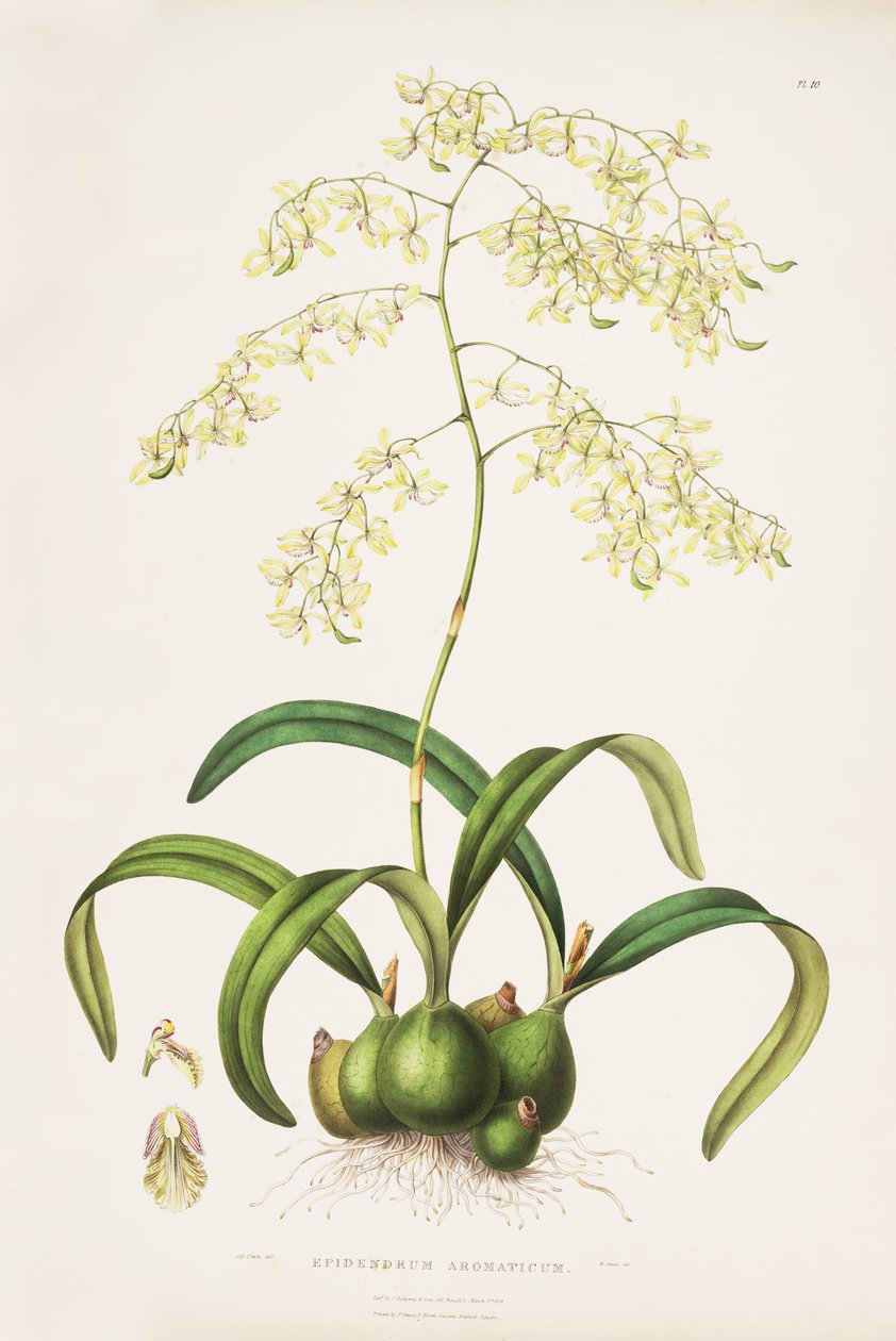 Illustration of Encyclia incumbens (as syn. Epidendrum aromaticum) av Miss Drake
