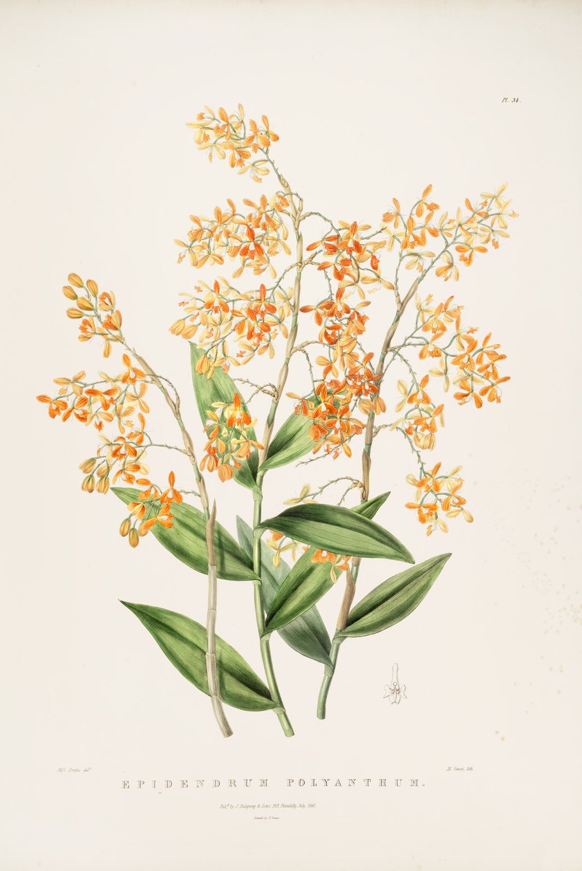 Illustration of Epidendrum polyanthum av Miss Drake