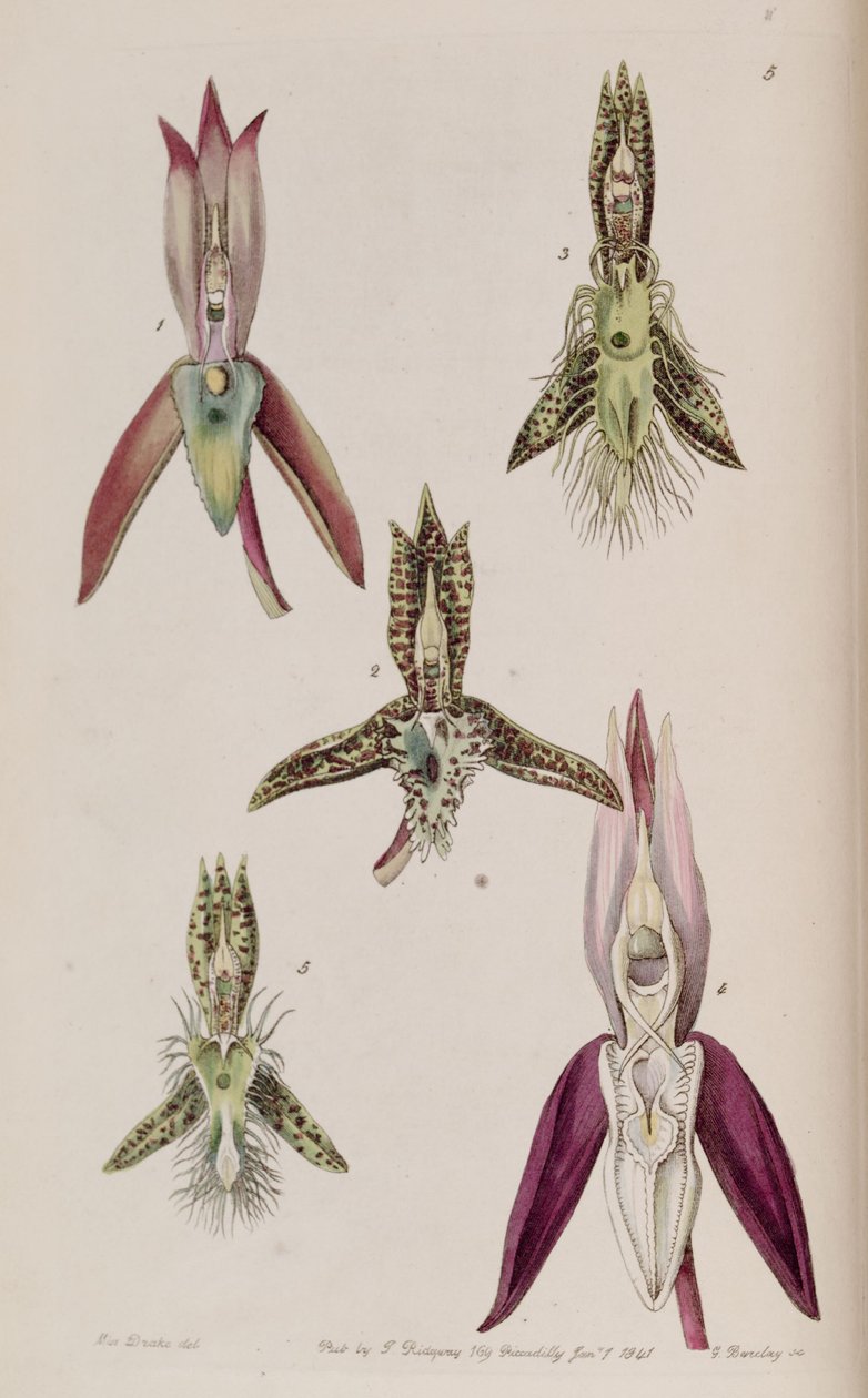 Illustration of I. Catasetum callosum II. Catasetum cristatum (as syn. Catasetum cornutum) III. Catasetum barbatum IV. Catasetum laminatum V. Catasetum lanciferum av Miss Drake
