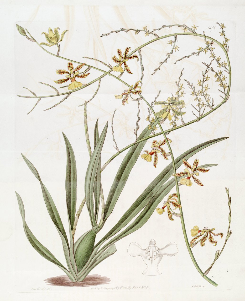 Illustration av Oncidium sp.    (Denna ritning är INTE Oncidium baueri, se disambigueringssidan av Miss Drake