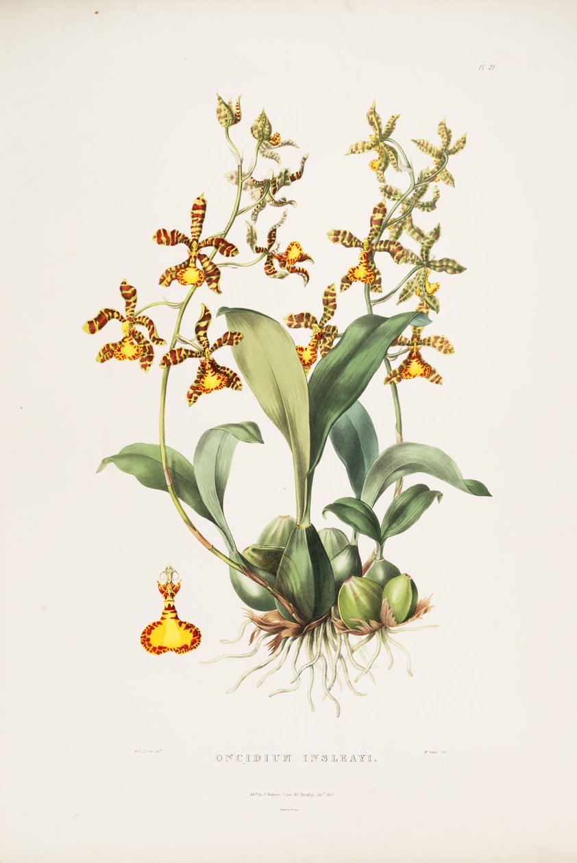 Illustration of Rossioglossum insleayi  (as syn. Oncidium insleayi) av Miss Drake