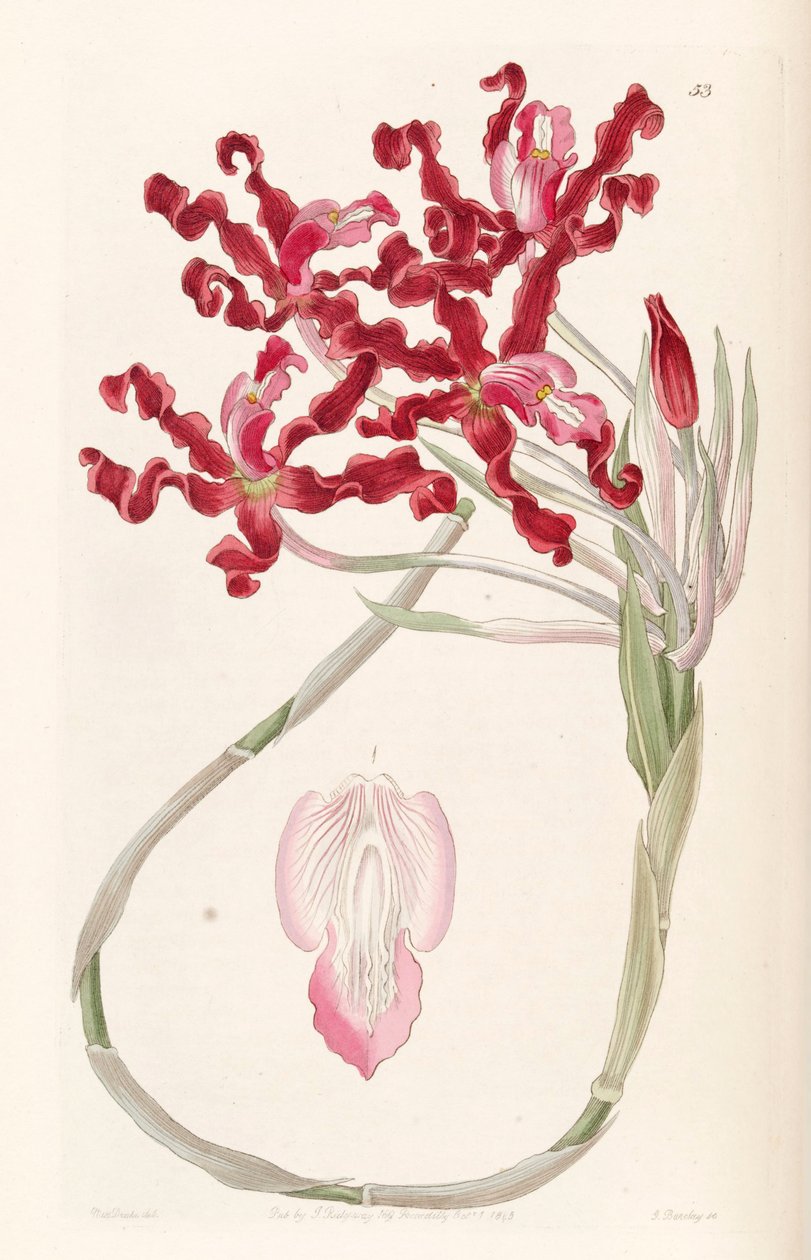 Laelia undulata (as syn. Schomburgkia undulata) av Miss Drake