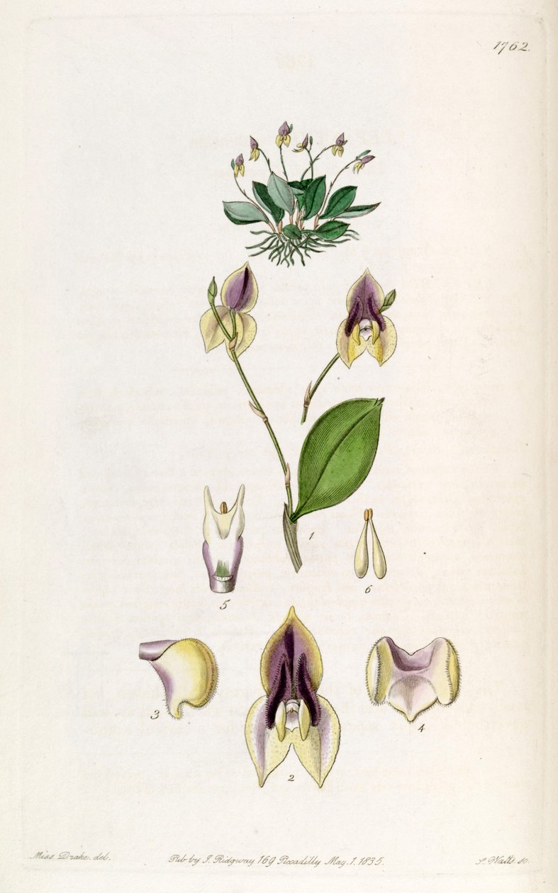 Lepanthes tridentata av Miss Drake