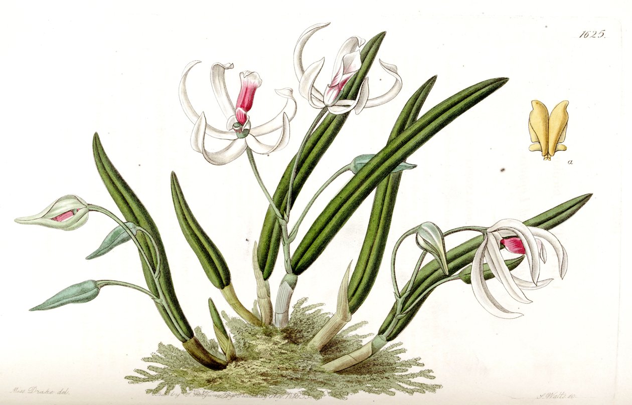 Leptotes bicolor av Miss Drake