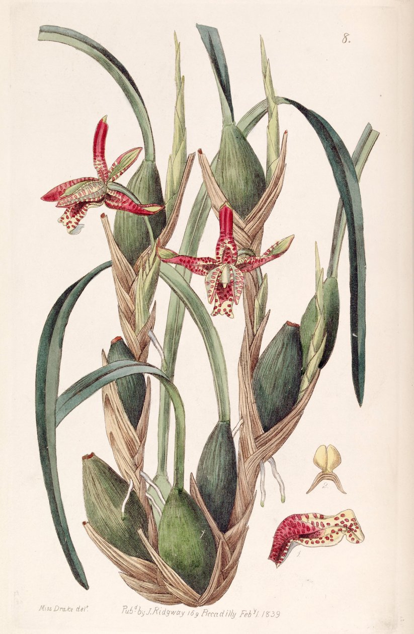Maxillaria tenuifolia or Maxillariella tenuifolia av Miss Drake