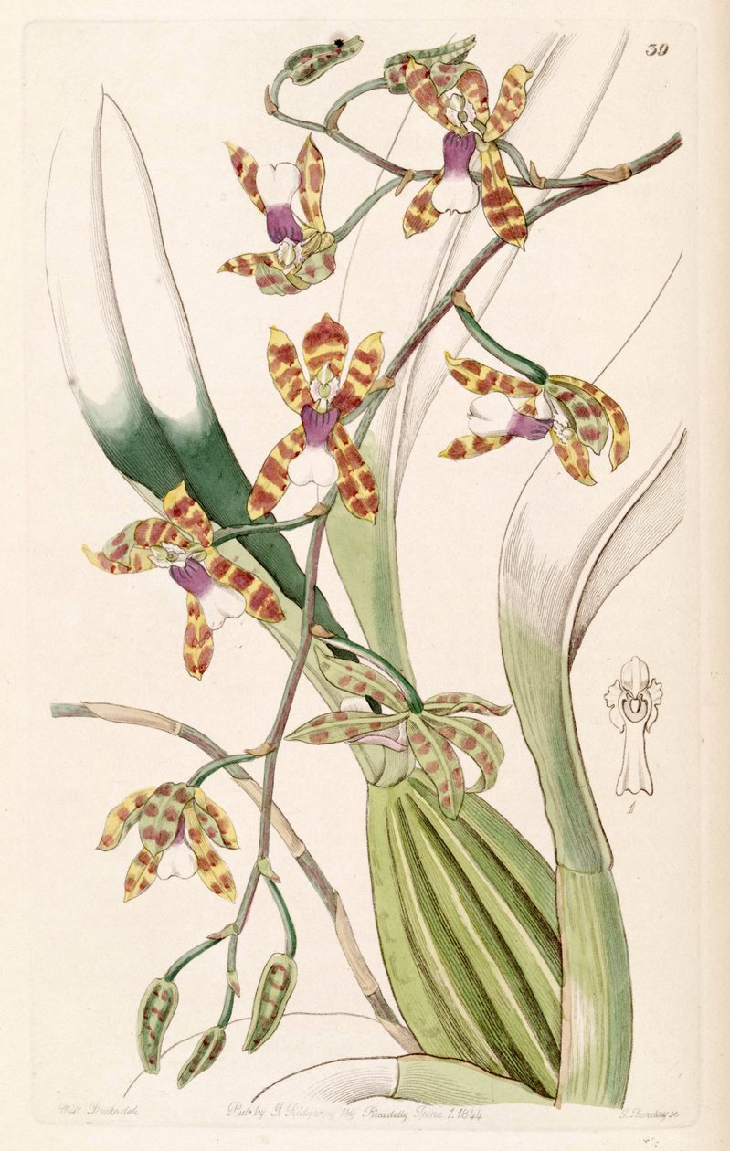 Miltonioides laevis (as syn. Odontoglossum laeve) av Miss Drake