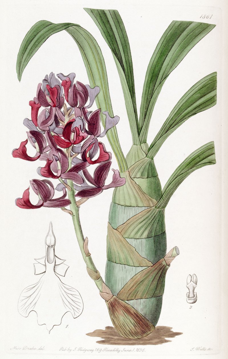 Mormodes atropurpurea av Miss Drake