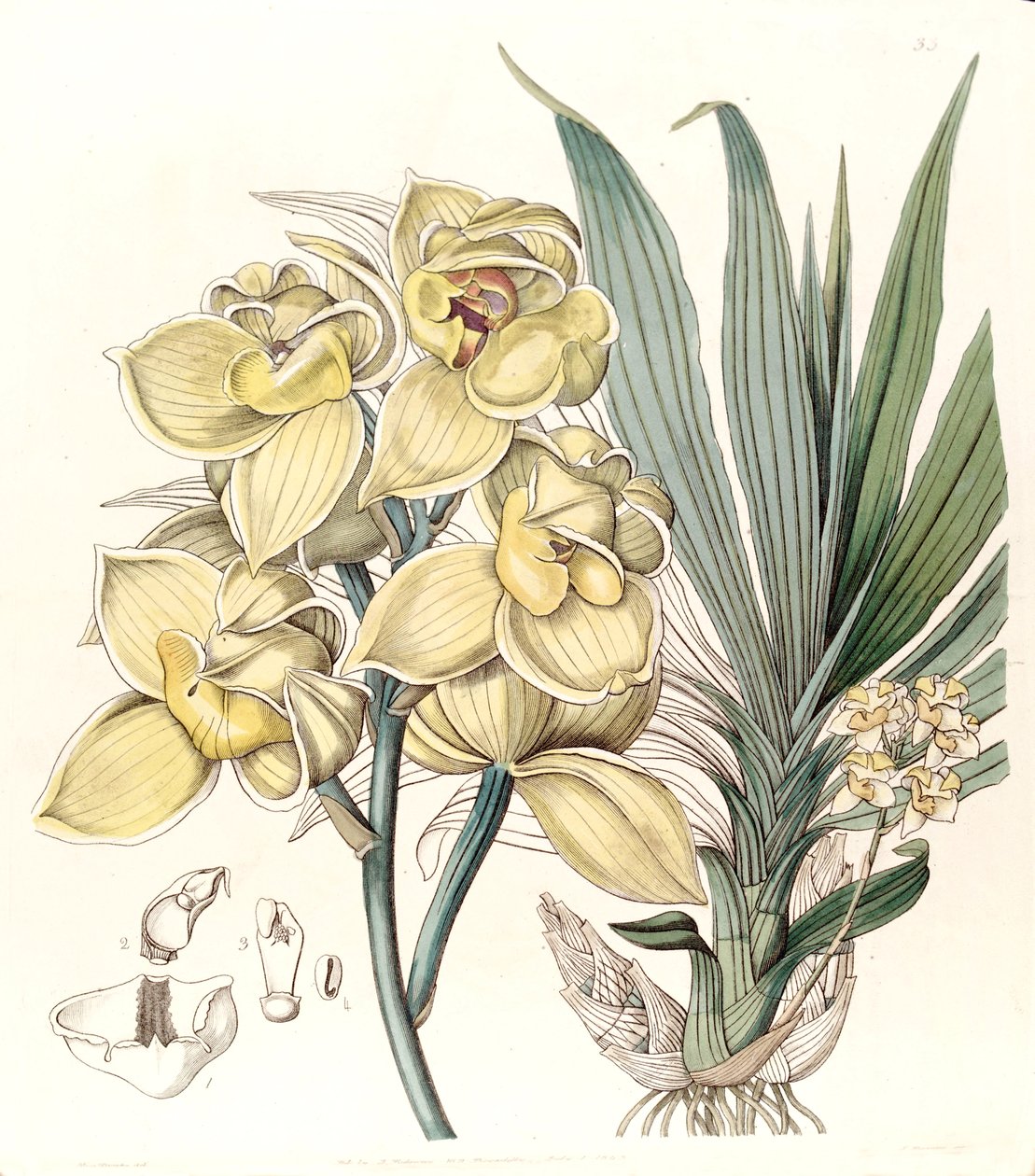 Mormodes luxata (as Mormodes luxatum) av Miss Drake
