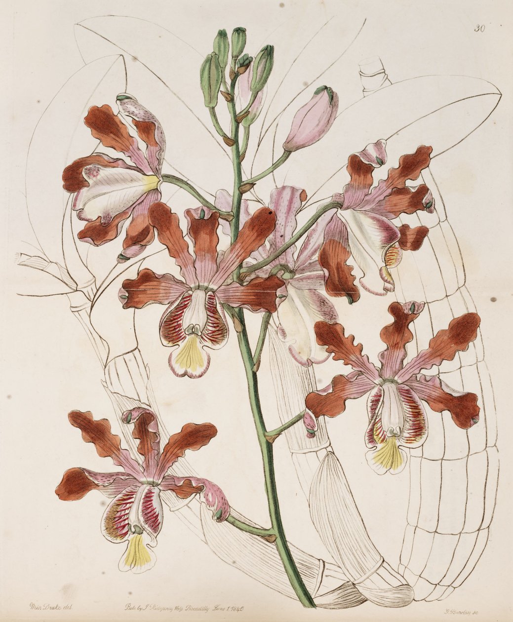Myrmecophila grandiflora (som syn. Schomburgkia tibicinis var. grandiflora) av Miss Drake