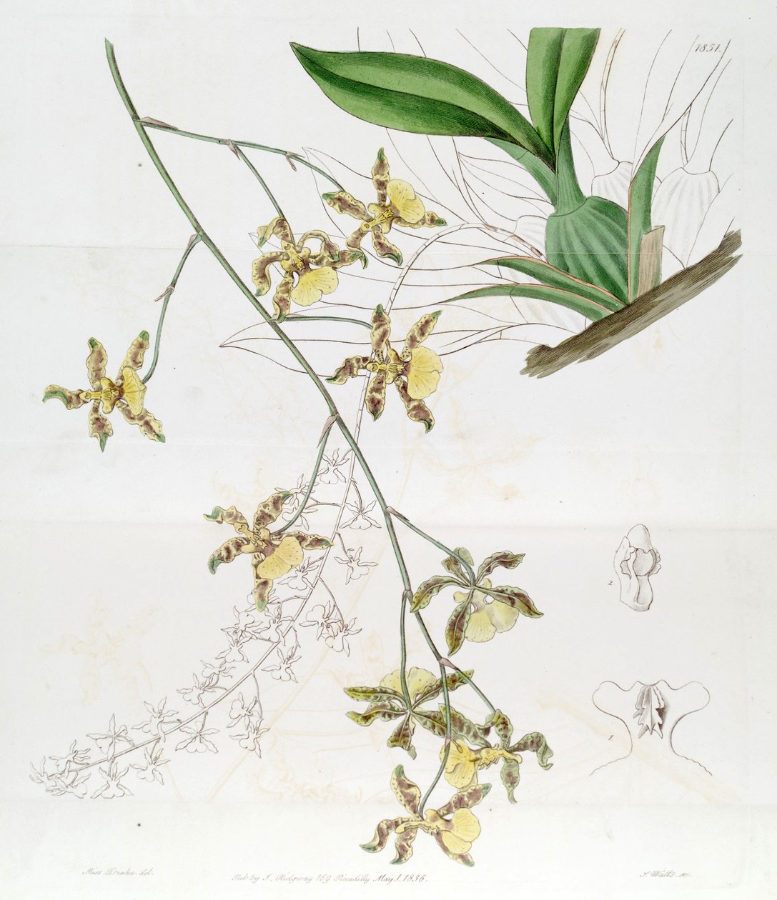 Oncidium alpinum (Jacq.) Sw   (Denna ritning är INTE Oncidium baueri, se disambigueringssidan av Miss Drake