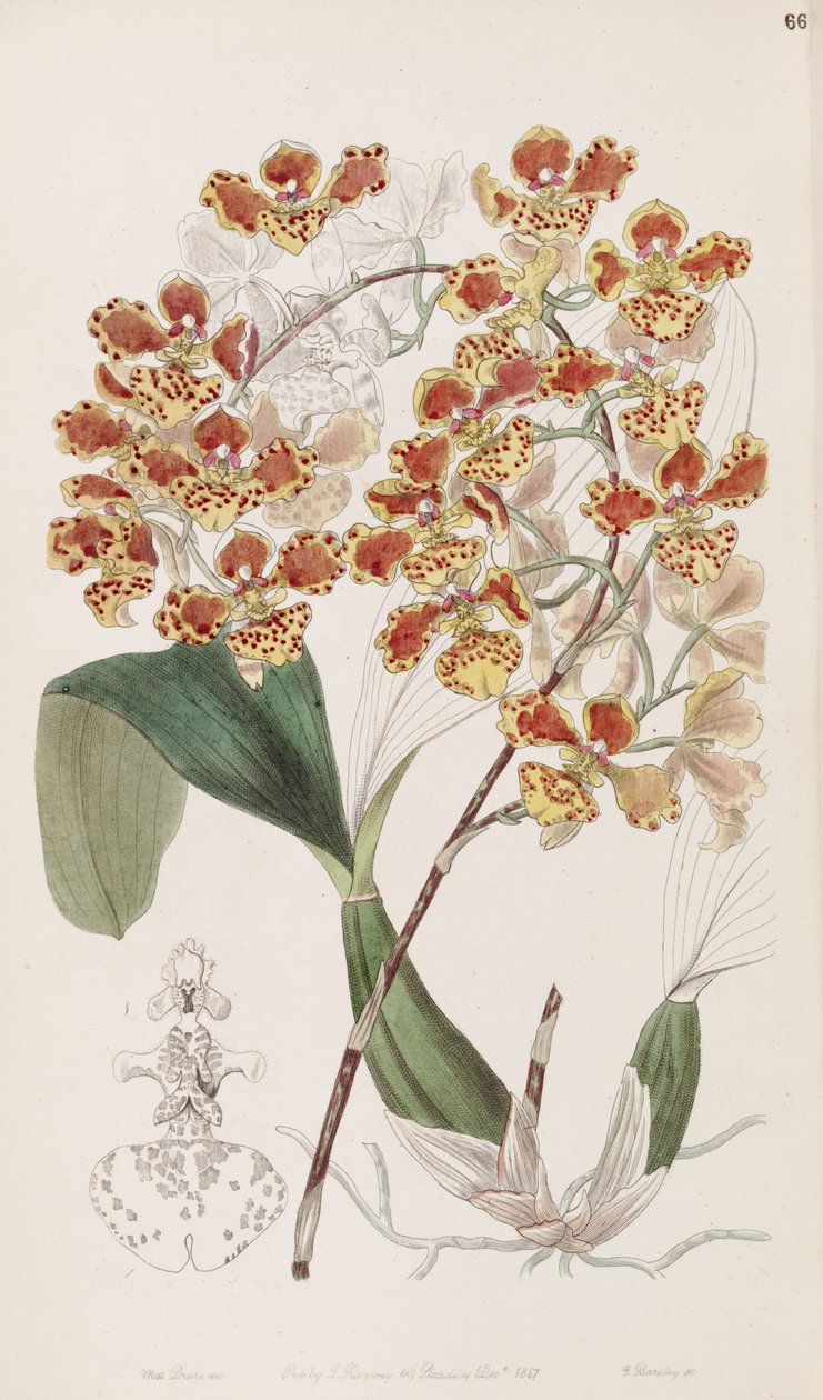 Oncidium amictum av Miss Drake
