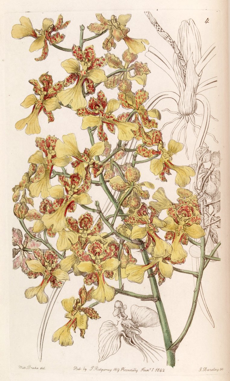 Oncidium cebolleta or Trichocentrum cebolleta (as syn. Oncidium longifolium) av Miss Drake