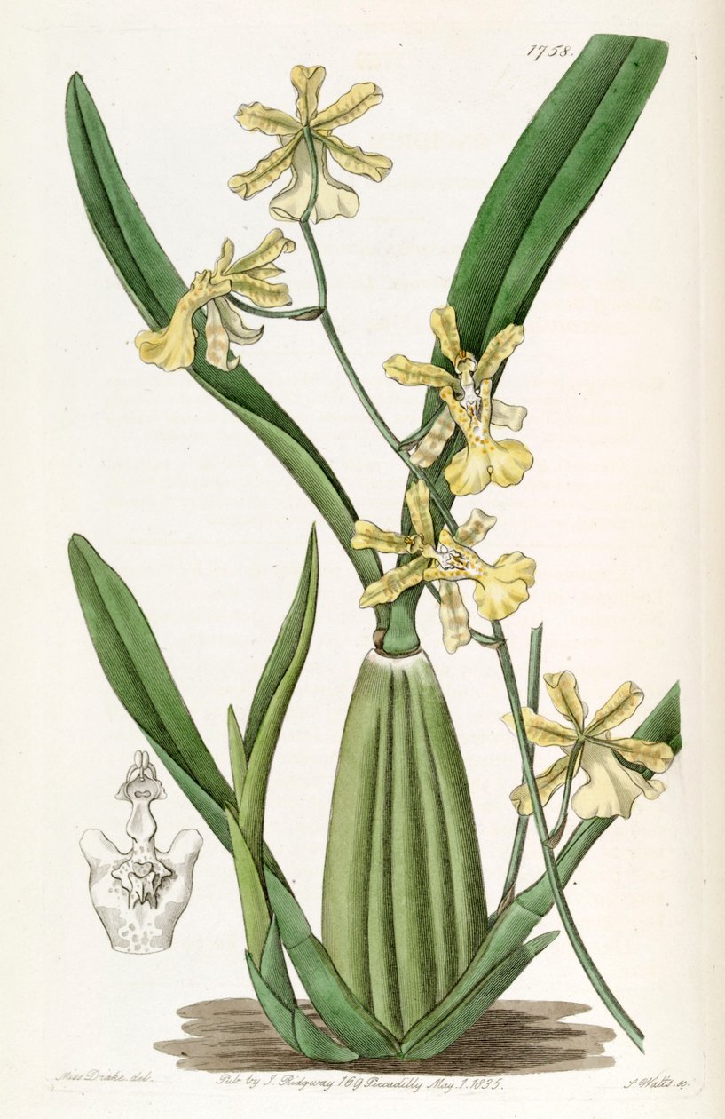 Oncidium citrinum av Miss Drake