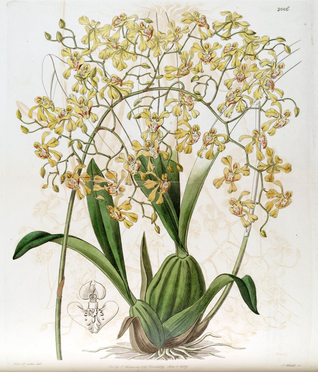 Oncidium deltoideum (spelled as Cynorchis fastigiata av Miss Drake