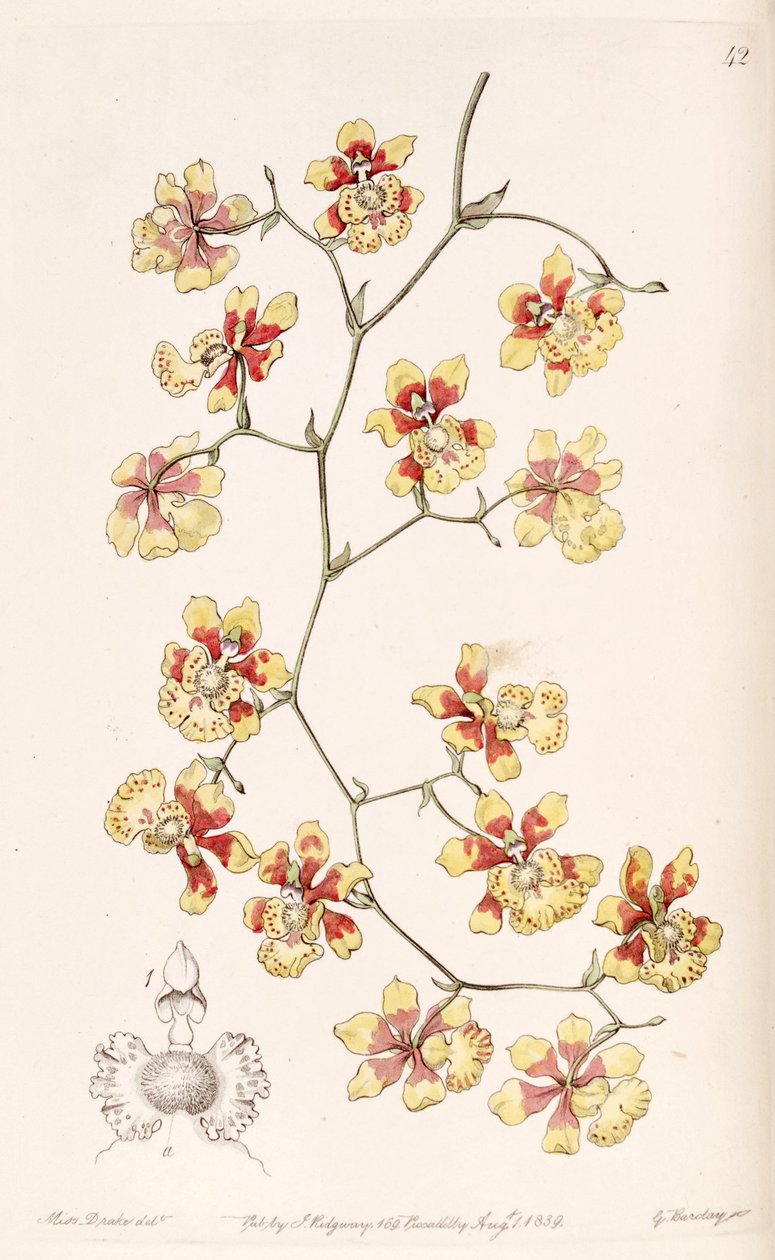 Oncidium divaricatum (as syn. Oncidium pulvinatum) av Miss Drake