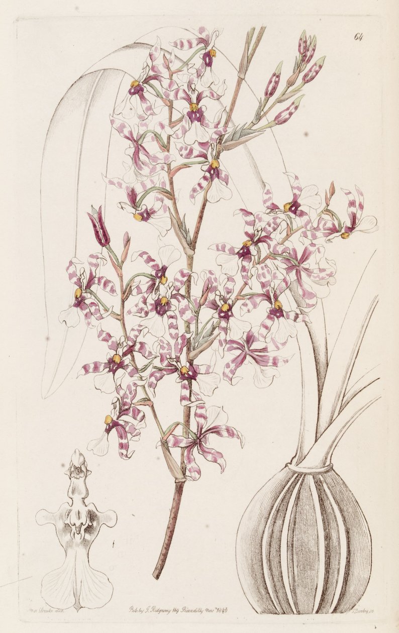 Oncidium incurvum av Miss Drake