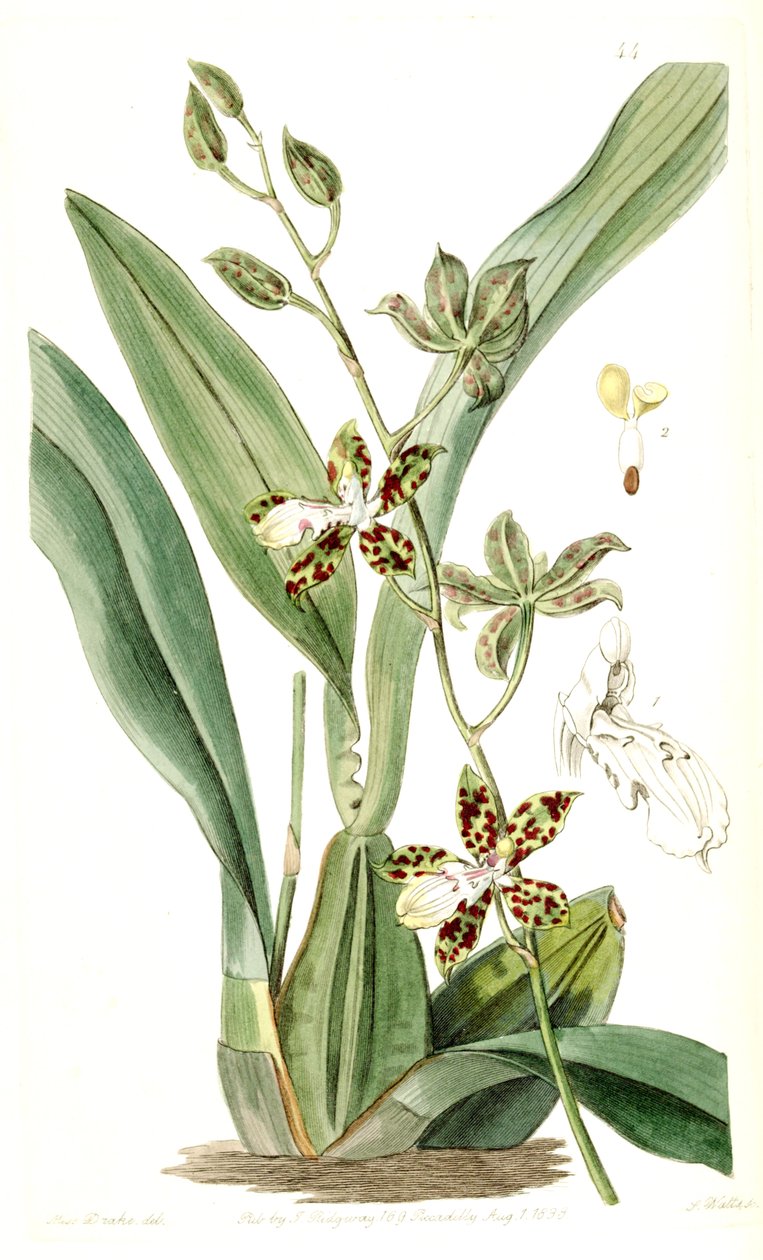 Oncidium maculatum (as syn. Cyrtochilum maculatum) av Miss Drake