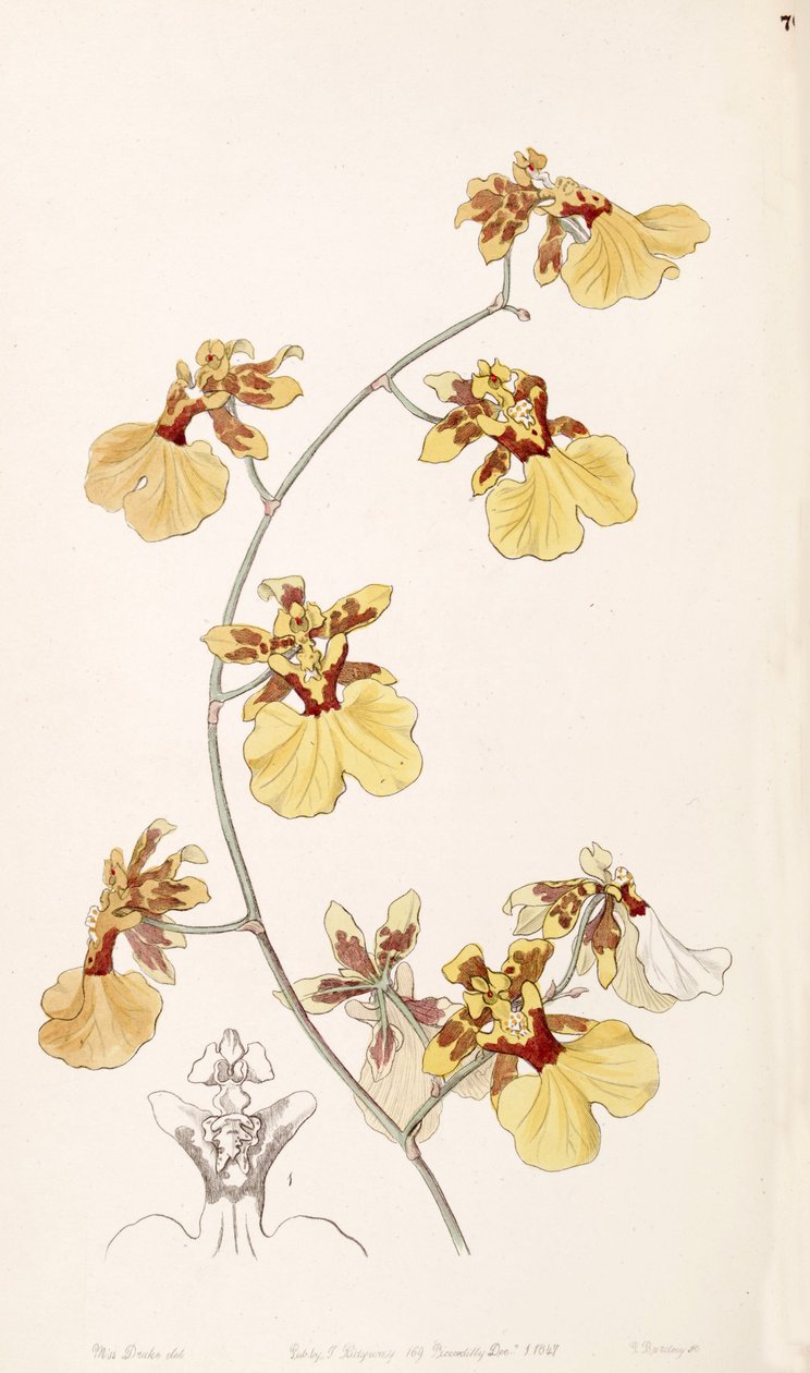 Oncidium reflexum (as syn. Oncidium pelicanum) av Miss Drake