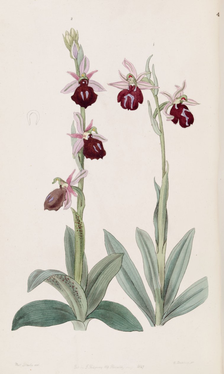 Ophrys ferrum-equinum (left, fig. 2) and Ophrys bombyliflora   (as syn. Ophrys tabanifera) (right, fig. 1) av Miss Drake