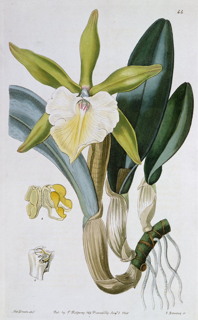 Orkidé: Brassavola glauca, publicerad av I. Ridgway, 1846. av Miss Drake