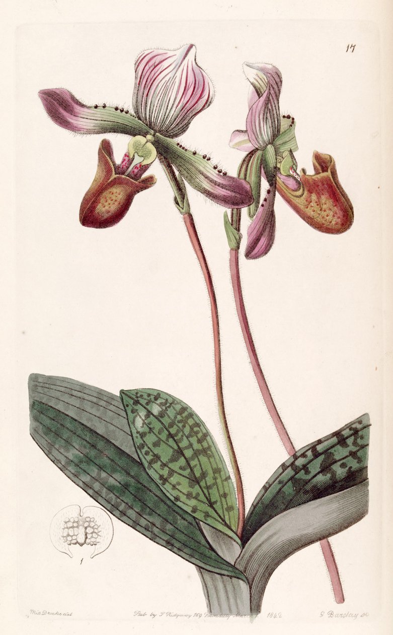 Paphiopedilum barbatum (as syn. Cypripedium barbatum) av Miss Drake
